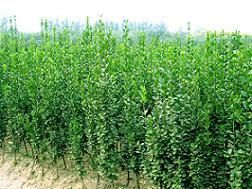 供應優質苗木與草花，青州振華苗木基地為您提供多樣化選擇