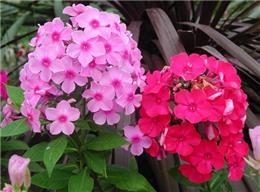 宿根福祿考苗木山東濰坊市場報價及選購指南