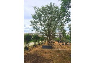 滁州精品樸樹價格、苗木假植方法及注意事項詳解