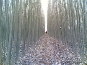 西北地區主要苗木供應與價格信息