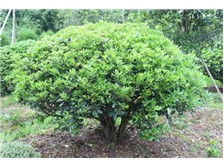 郴州市蘇仙區宏達草皮苗木基地產品展示 優質苗木，綠化首選