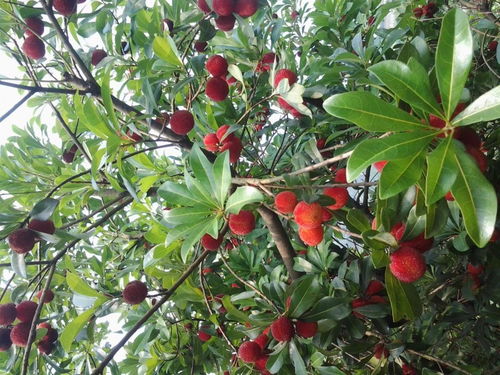 昆明市呈貢區欣榮苗圃產品展示 苗木