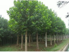 山東檉柳苗木供應 優質喬灌木綠化選擇，盡在597苗木網