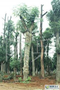 湖南苗木產業中的璀璨明珠——香樟樹的移栽技術與25公分香樟市場前景