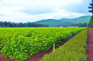 奮力走出全面振興新路 森工產業奏響“創新與開放”主旋律，苗木經濟煥發新生機