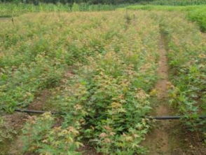 破局與新生 關鍵之年看黑松、油松、側柏的市場前景